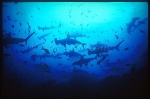 Hammerhead Shark, Scalloped 107