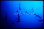 Hammerhead Shark, Scalloped 117