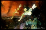 GhostPipefish, Halimeda male & female 080804