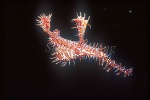 Ghostpipefish, Harlequin 04 female; my first ghostpipefish, taken in August 1994 Milne Bay, Papua New Guinea.  At the beginning, I didn't know its orientation, ... head, tail, upside down, rightside up or what?!?!