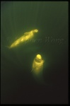 Beluga Whales 101