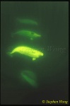 Beluga Whales 105