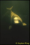 Beluga Whales 109