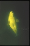 Beluga Whales 117