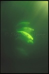 Beluga Whales 118
