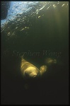 Beluga Whales 120