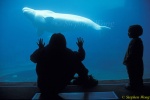 Beluga Whales 125 Stanley Park, Van 111403