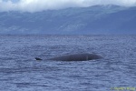 Cuvier's Beaked Whale 01 Rare Animal 110803