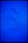 False Killer Whales 101