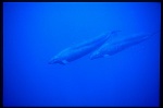 False Killer Whales 102