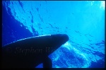 False Killer Whales 105 very angry at me, blowing bubbles.  I had to push the animal away with camera.