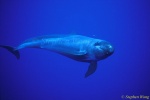 False Killer Whales 108 or Pseudorca 110803