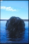 Southern Right Whales 106