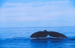 Southern Right Whales 115