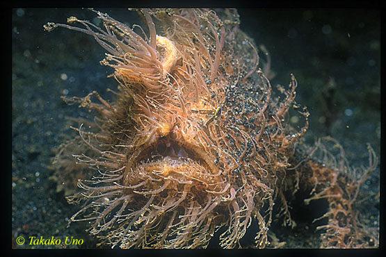 The Wide Sargasso Sea | The Quantum Biologist The Wide Sargasso Sea | The Quantum Biologist