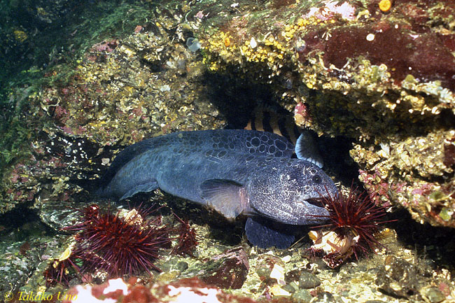 wolf eel eating sea urchin wolf eel eating sea urchin