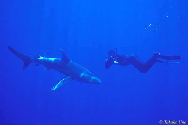 Oceanic Whitetip Shark 02 & Stephen