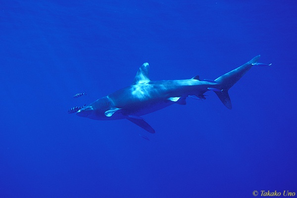 Oceanic Whitetip Shark 03 & Pilot Fish