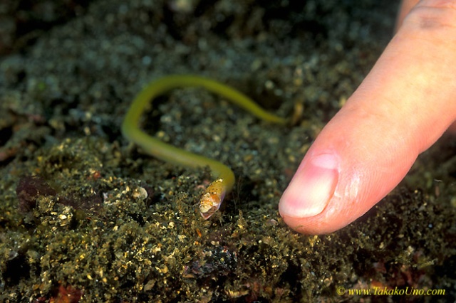 Baby Eel eating shrimp 02