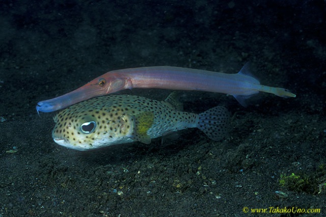 Black Spotted Puffer & Trumpet 03