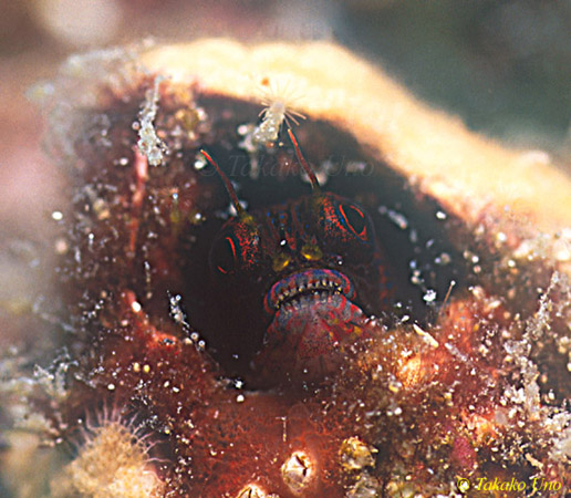 Barnacle_Blenny_01.jpg