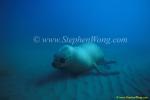 Southern Sea Lions 04 copy