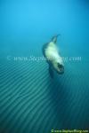 Southern Sea Lions 06 copy