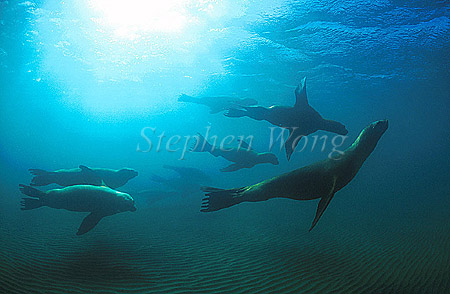 Southern Sealion 02