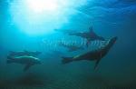 Southern Sealion 02