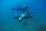 Southern Sealion 03