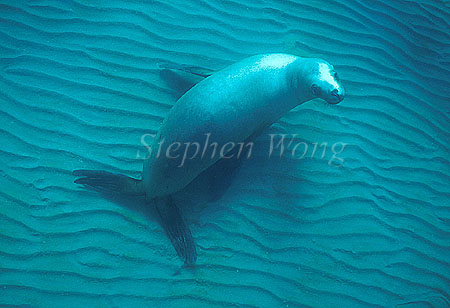 Southern Sealion 04