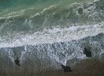 Southern Sealion 05