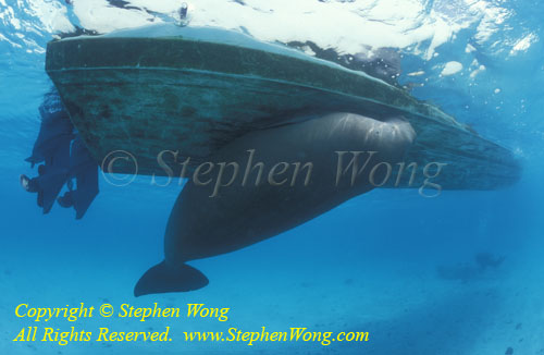 Dugong 128R plays with boat bottom, web