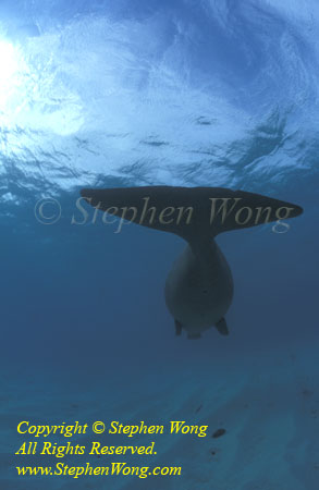 Dugong 129R web
