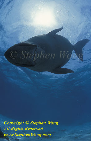 Dugong 133t web