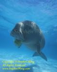 Dugong 135R web