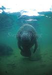 Manatee 60a