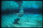 Manatee 67