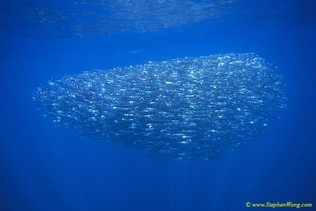 Anchovy Baitball 01