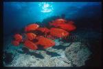 Schooling Fishes