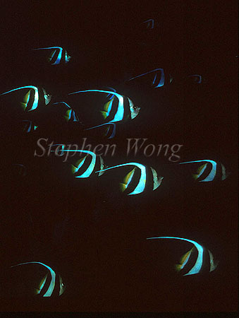 Bannerfish 02