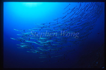 Barracuda, Chevron Barracuda 103