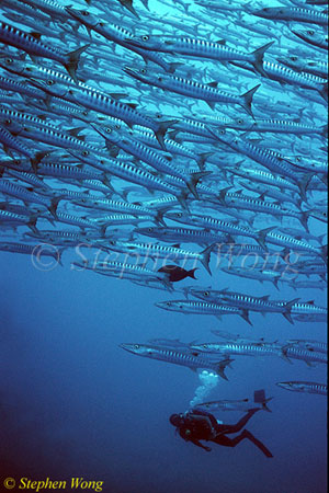 Barracuda, Chevron Barracuda & Michael 112 080103 Maratua2003