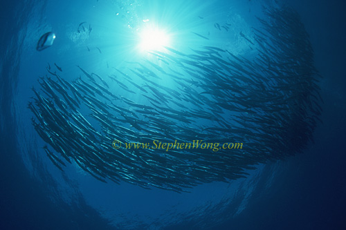 Barracuda, Chevron Barracuda 116 0705