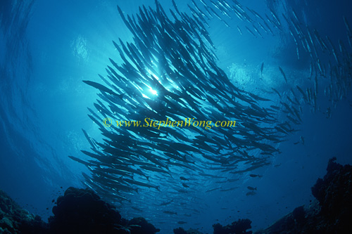 Barracuda, Chevron Barracuda 118 0705