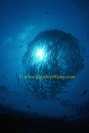 Barracuda, Chevron Barracuda 123 0705