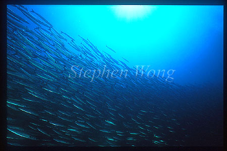 Barracuda, Sphyraena idiastes 02 Galapagos1994