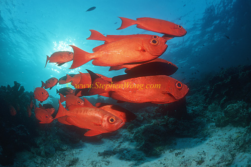 Big Eye, Crescent-tail 02, Priacanthus hamrur 0705
