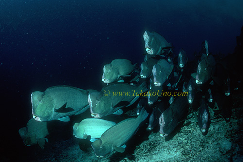 Buffalo Fish 08 0705