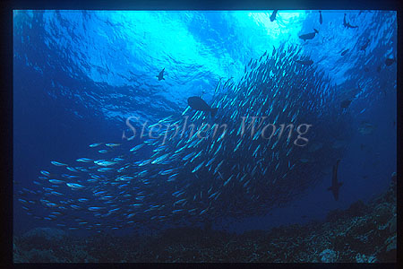 Fusiliers, Neon 01, being hunted by Blue Spotted Jacks